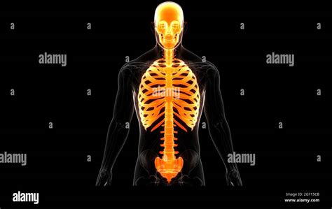 Anatomie Des Articulations Osseuses Du Squelette Axial Du Système De