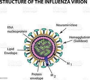 The Structure Of The Influenza Virus Infographics Vector Illustration Stock Illustration ... Influenza  