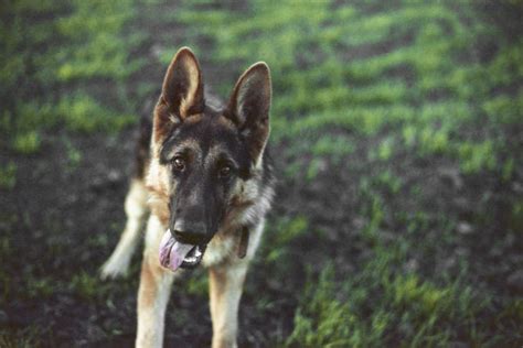 What Was The German Shepherd Bred To Do American Kennel Club
