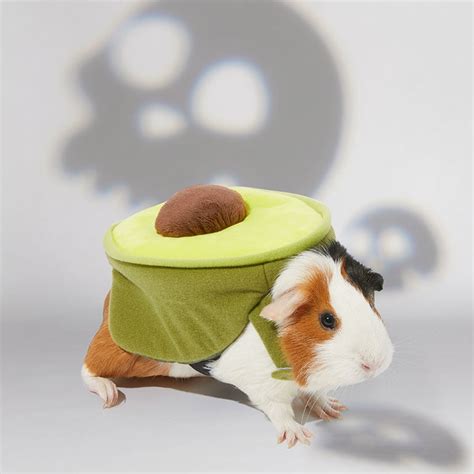 The Best Guinea Pig Costumes For Halloween Bechewy