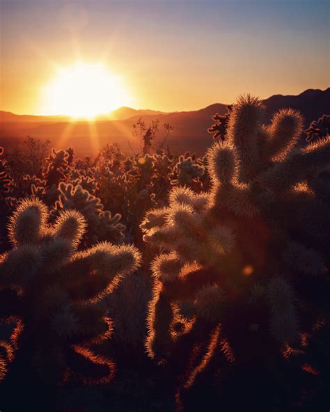 Cholla Cactus Garden Joshua Tree National Park — Flying Dawn Marie