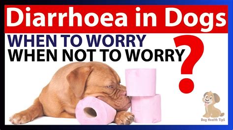 Dog Diarrhea Causes Symptoms And Treatment Dog Health Tips Youtube