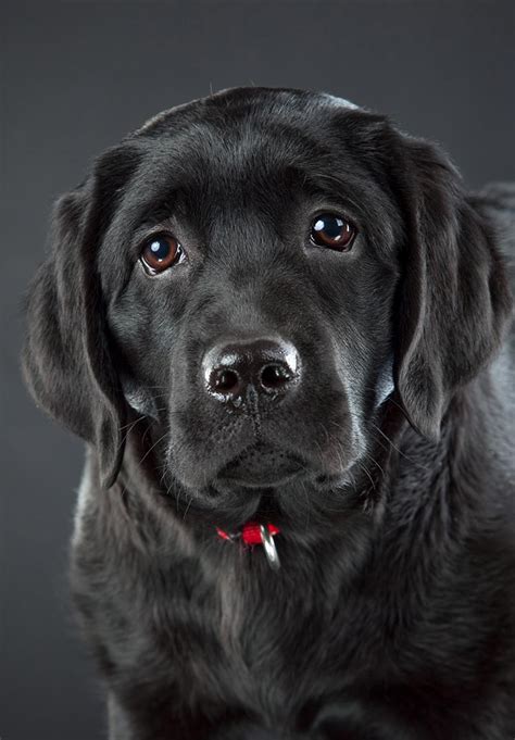 The pictures on this page are of puppies we have raised over the years. Black Lab - Your Guide To The Black Labrador Retriever - The Labrador Site