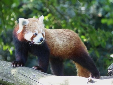 Freie kommerzielle nutzung keine namensnennung top qualität. - Kleiner panda - Foto & Bild | tiere, zoo, wildpark ...