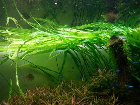Cryptocoryne balansae adalah tanaman akuarium yang mudah beradaptasi dan sangat populer di kalangan penggemar akuarium. Mengenal Cryptocoryne crispulata var. balansae ~ Aquascape ...