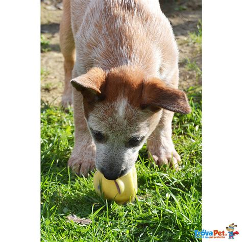 Use the search tool below and browse adoptable. Cuccioli di Australian Cattle Dog in vendita a Firenze (FI)