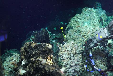 Unexplored Ocean Depths Bustling With Life Despite Extreme Conditions