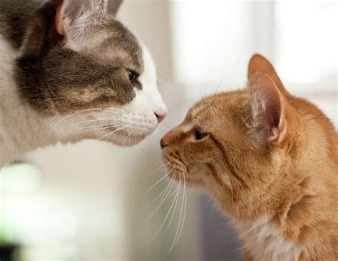 Two Cats Almost Kissing Photograph By Caro Sheridan Splityarn