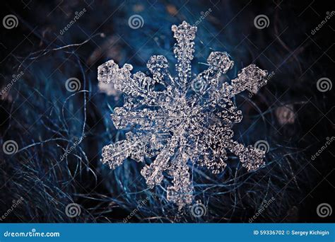 Snowflake Crystal Stock Photo Image Of Cold Holiday 59336702
