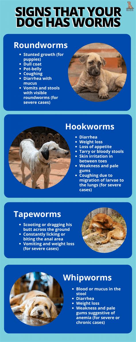 All About Canine Worms And How To Deworm A Dog Properly Bark For More