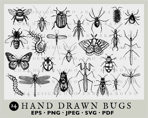 Insect Illustrations Bugs Vintage Style Insect Drawings Etsy