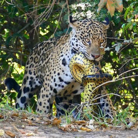 Why Jaguar Eats Anaconda Jaguar Eating An Anaconda Big Cat Species