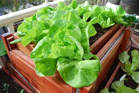 Growing Lettuce Indoors How To Grow Lettuce Indoors Plant Instructions