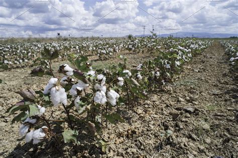 Cotton Plants Field Containing Cotton Field And Plant High Quality