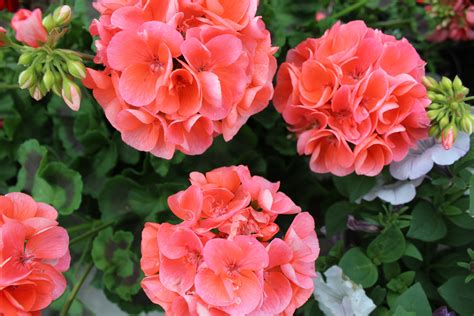 Check spelling or type a new query. Geraniums | Geraniums, Flowers, Plants