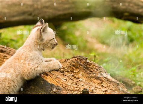 Young Eurasian Lynx Kitten Close Up Stock Photo Alamy