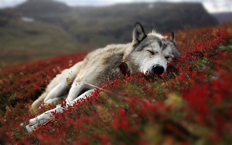 Desktop Pics Of The Red Wolf Wallpaper Everrything For You To Know 20000 Beautiful Design