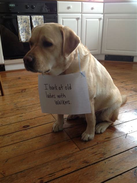 17 Best Images About Puppy Shame Funnies On Pinterest