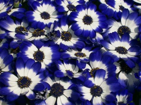 [38+] Blue and White Floral Wallpaper on WallpaperSafari