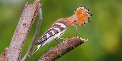 13 Stunning Birds With Mohawks A Sight To Behold Birdwatching Buzz