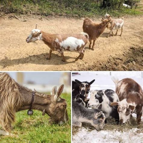 The Top 8 Dairy Goat Breeds That Will Give You A Ton Of Milk