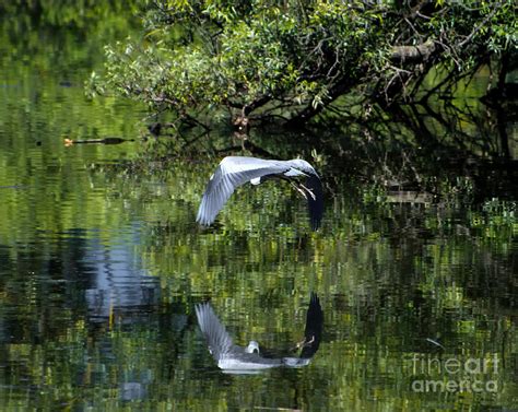 Flying Heron Photograph By Mats Silvan Fine Art America