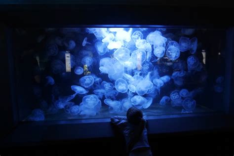 breforth // photography: Berlin Aquarium