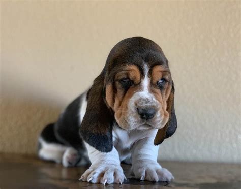 Basset Hound Puppy For Sale Text Us 121 346 5021 Dogs For Sale Price