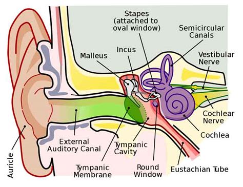 Anatomi Dan Cara Kerja Telinga Manusia Yang Sangat Kompleks Lengkap