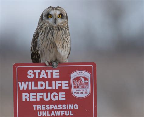 251 Best Short Eared Owl Images On Pholder Superbowl Birding And The