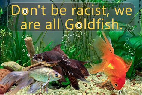 Marvelously Interesting Facts About Goldfish Goldfish Pet Fish Fun