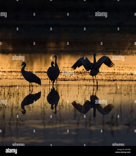 Bosque Del Apache New Mexico Usa Sandhill Cranes Stretching And Calling At Sunrise Grues Du