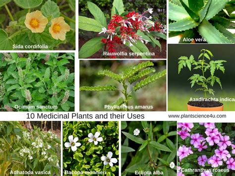 10 Medicinal Plants And Their Uses With Pictures Botanical Name