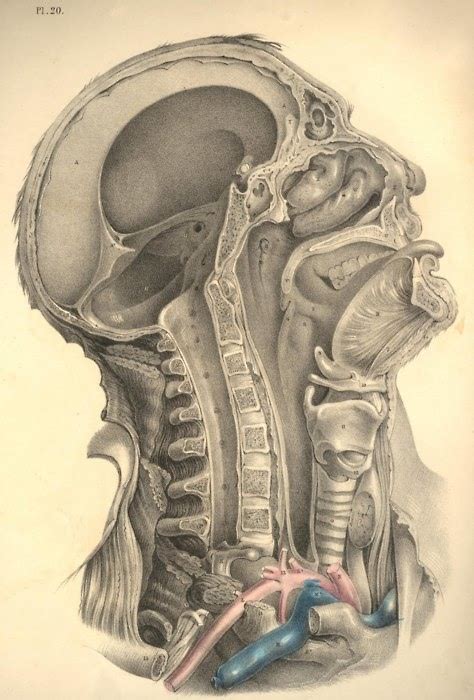 Dissecting A Human Head Through Anatomical Illustrations Science