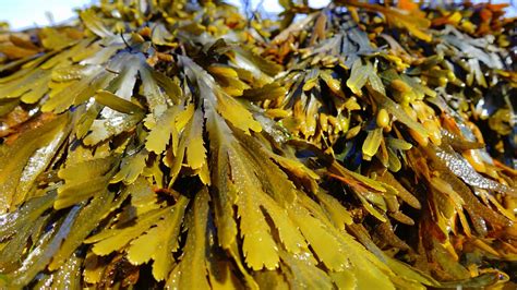 Seaweed Recipes From Chef John Ash Ksro