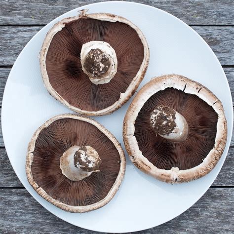 White Button Mushroom Fungi Of Northern Maine · Inaturalist