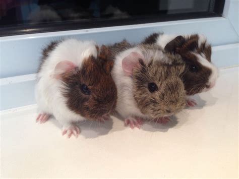 Silkies and peruvians require a lot of grooming. Long Haired Baby Guinea Pigs For Sale | Derby, Derbyshire ...