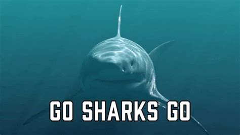 Go Sharks Gifs Get The Best Gif On Giphy