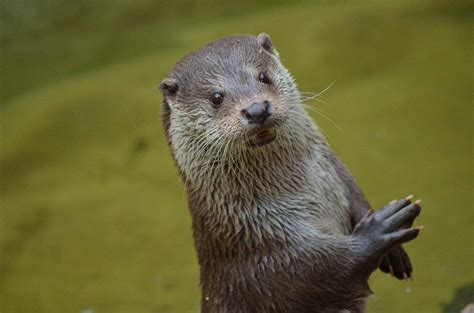 otters juggle stones when hungry research shows