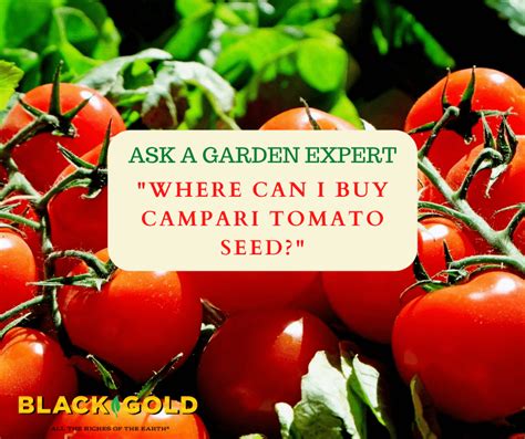 Where Can I Buy Campari Tomato Seed Black Gold