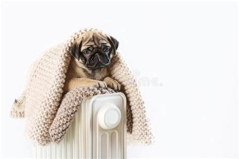 The Dog Is Freezing A Pug Puppy Is Warming Up At The Heater Winter