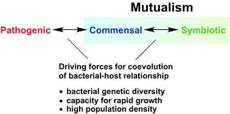 Commensal Host Bacterial Relationships In The Gut Science