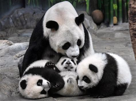 Excitement Over Rising Panda Numbers Tempered By Virus Nbc News