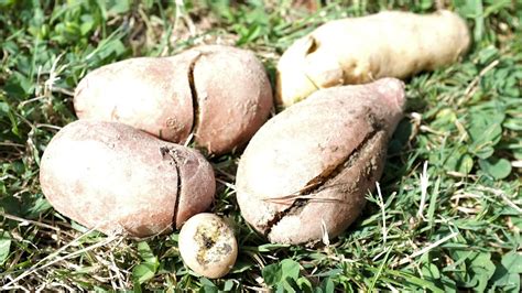 Pomme De Terre Qui Noircissent Toxique