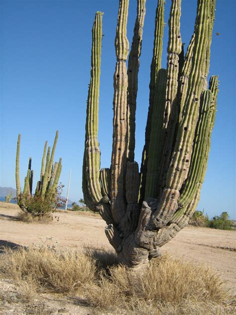 Free Images Tree Cactus Desert Flower Botany Caryophyllales