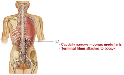 Conus Medullaris Anatomy Anatomy Diagram Book