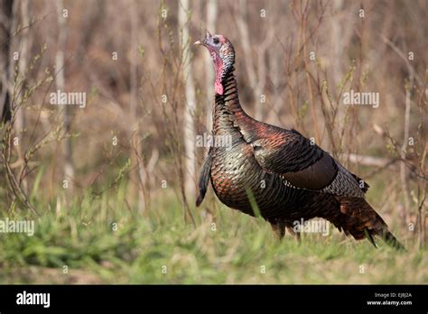 Eastern Wild Turkey Stock Photo Alamy