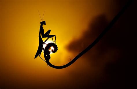 20 Silhouette Photography Tips Take Stunning Silhouettes Easier