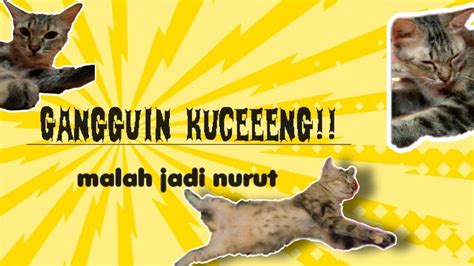 Ngeprank Eh Gangguin Kucing Tidurrr Cheek Malah Jadi Nurut Youtube