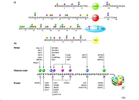 Posttranslational modification modification acylation alkylation carboxylmethylation phoshorylation sulfation in the nucleosome, dna is wrapped around a histone octamer, comprising a central core made of a tetramer of histones h3h4 flanked by two dimers of. Nuclear receptor coregulators merge transcriptional ...
